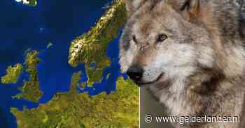 Het ene land schiet ’m af, het andere land mag dat niet: zo worstelen Europese landen met ‘de wolf’