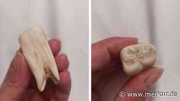 Ungewöhnlicher Fund in Italien: Riesen-Zahn sorgt für Aufsehen