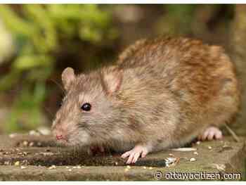 City of Ottawa unveils a new strategy in its war on rats