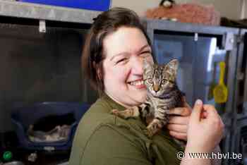 Ruim honderd kittens wachten op gouden mandje: asielen zoeken nieuwe opvang