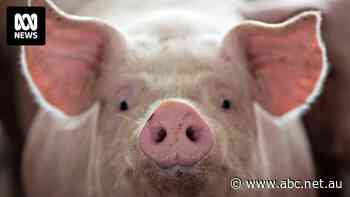 Meet the mega-rich farming families running the US food system