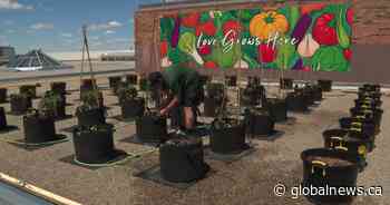 Kingsway Mall expands rooftop garden to meet growing demand at Edmonton’s Food Bank