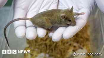 Could AI put an end to animal testing?