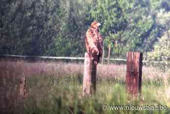 Zeearend gespot in Vallei van de Zwarte Beek: “Dit gebeurt niet vaak”