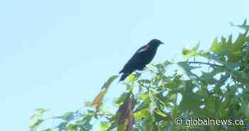 How to handle Toronto’s notorious dive bomber, the red-winged blackbird