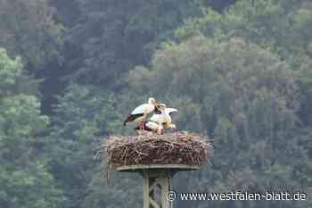 Kindersegen beim „Kinderbringer“ im Kreis Höxter