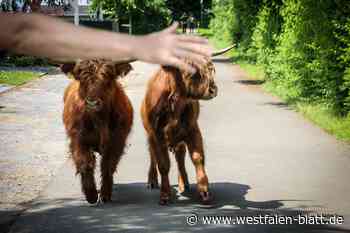 Rinder in Panik: Spektakuläre „Bullen-Jagd“ in Hiddenhausen