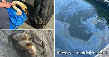 Cygnet dies after 'swimming in oil' at Royal Quays Marina