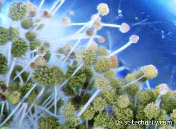 Uncovering the Secret Life of Fungi in Bee Colonies