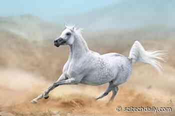 The Dawn of Horse Power: Using DNA To Trace Back 4,200 Years