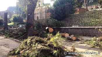 Alberi, il Campidoglio prepara il "Masterplan". Le associazioni avvertono: "Serve un cambio di passo"