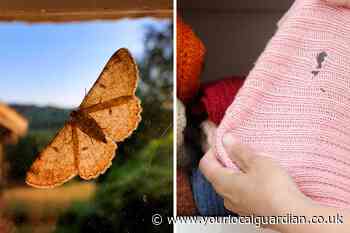 How to get rid of moths in my house? Identify and prevent