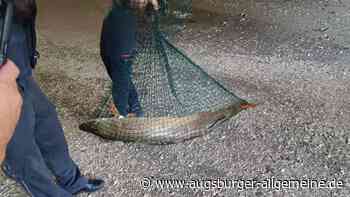 "Tolle Hechte retten Hecht": Polizei und Feuerwehr entlassen Fisch in Iller