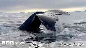 Why scientists are studying whales with a crossbow