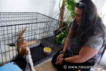 Poes Doris is na een zwerftocht van 150 kilometer weer veilig thuis: “Kon hij maar vertellen wat hij mee heeft gemaakt”