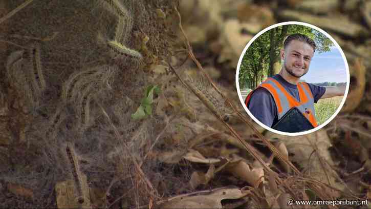 Eikenprocessierups lijkt weg, maar verspreidt zich via 'Brabantse snelweg'