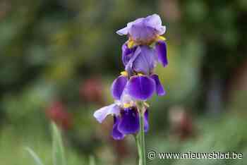 Willebroek lanceert onthardingspremie: “We willen tegen 2030 een vierkante meter per inwoner ontharden”