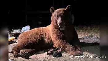 California records its first fatal black bear attack on human, officials say