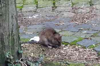 Ratten an Paderborner Grundschule