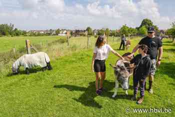 Stress, vermoeid of verdrietig? Knuffel dan eens een ezel of pony in Tongeren