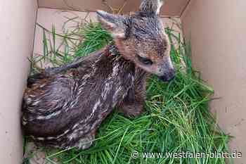 Rehkitz ist tot: Familie hatte das Jungtier mit nach Hause genommen