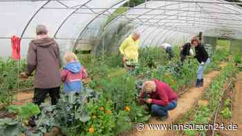 So klappt es mit Selbstversorgung: Gertraud Soier-Falk bietet Hobbygärtnern Platz im Gewächshaus
