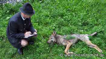 23 Schafe gerissen: Wolf im Salzburger Land erschossen - streifte das Tier auch durch die Region?