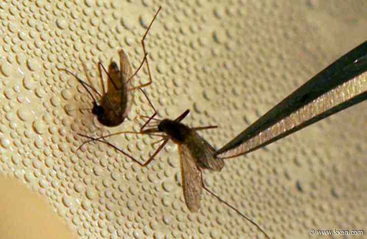 Second mosquito pool in southeast Austin tests positive for West Nile