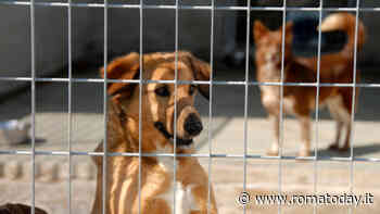 Dai canili comunali al Pentagono: all'Eur sfilata dei quattro zampe in cerca d'adozione