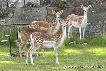 Kudde damherten steelt de show in Linkhout en Zelem: “Ze aten vorig jaar de knoppen van mijn rozen op”