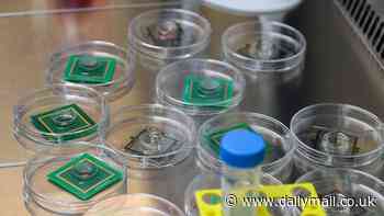 Computer made out of human BRAINS could solve the world's energy crisis - here's the scientist making science fiction reality