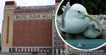 Newcastle United sponsor Sela's Baltic light show leaves campaigners 'in shock' over kittiwake fears