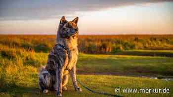 Immer an Ihrer Seite: Zehn Hunderassen, die besonders treu sind