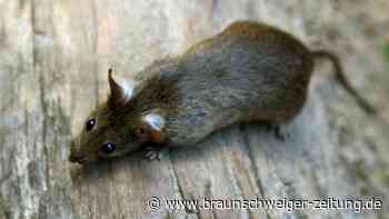 Rattenbefall: Kita in Bornum vorübergehend geschlossen