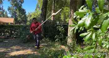 Bay area landscaper shares tips on preparing lawn for hurricane season