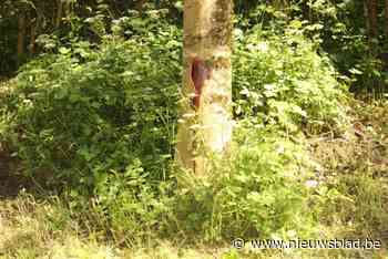 Bermmaaier neemt bijna bomen mee