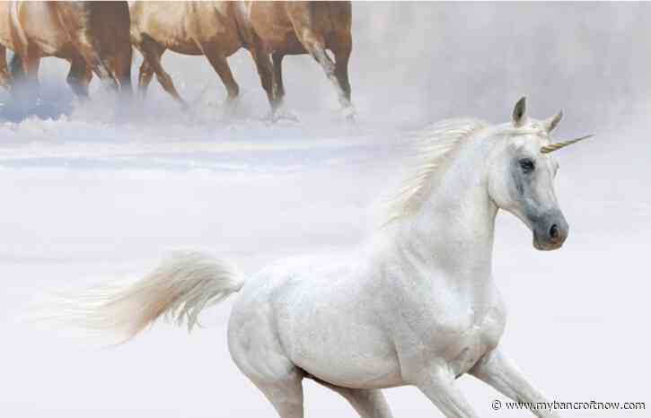 Running with Unicorns at the Barry’s Bay Library 