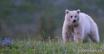 Cubs of white grizzly bear killed, mother injured in Yoho National Park