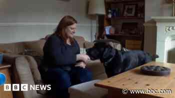 Assistance dog turns RSPCA inspector's life around