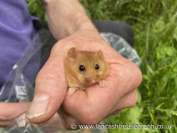 Hazel dormice to be reintroduced in Lancashire woodland