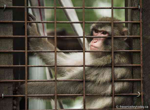 Animals on the lam: Welfare group documents exotic animal escapes, attacks