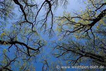 Stadt Herford verschenkt 222 Bäume