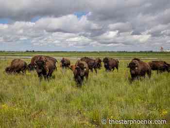 Cuthand: Buffalo returning to Prairies revives First Nations traditions