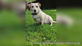 Hündin Lucy sucht in Wolfsburg Freunde fürs Leben