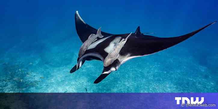 World Ocean Day: Meet 3 tech startups protecting our seas