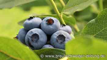 Blaubeeren pflücken im Harz: Alles, was man wissen muss