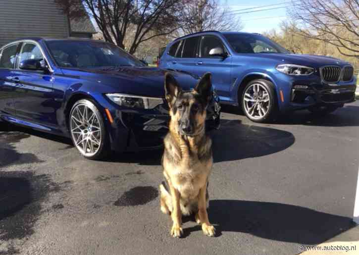 Rechtse stemmer rijdt BMW en Audi, D66 en Volt haten honden