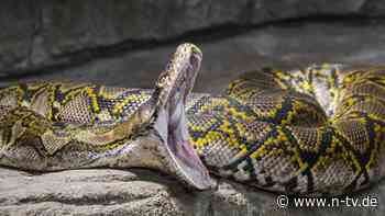 Fünf Meter lange Netzpython: Frauenleiche in Bauch von Würgeschlange entdeckt