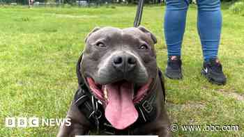 My dog saved me from knifeman, victim says