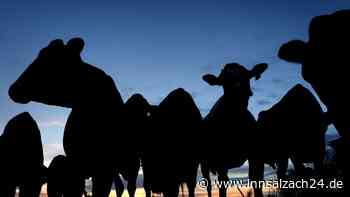 Kuh auf Abwegen – Radfahrer bis in den Keller verfolgt